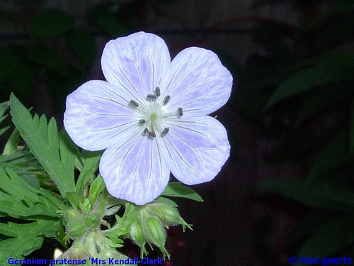 Geranium pratense 'Mrs Kendall Clark'